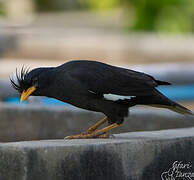 Great Myna