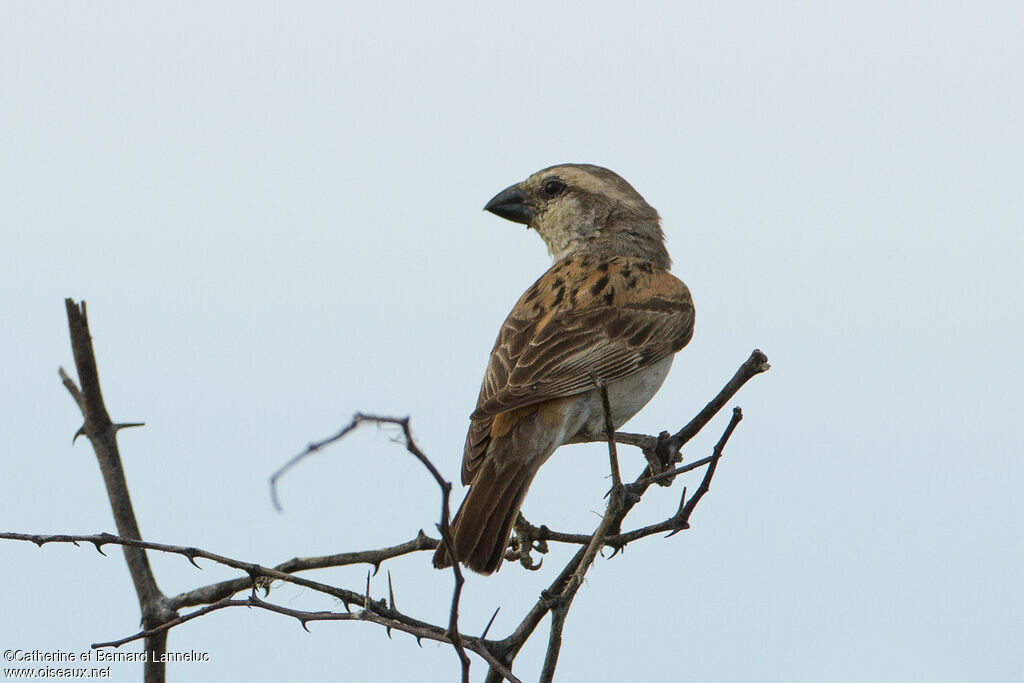 Grand Moineau femelle adulte, identification