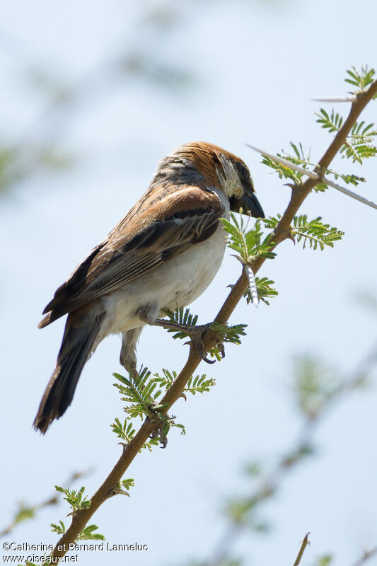 Great Sparrow male adult, feeding habits