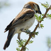 Great Sparrow