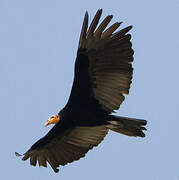 Greater Yellow-headed Vulture