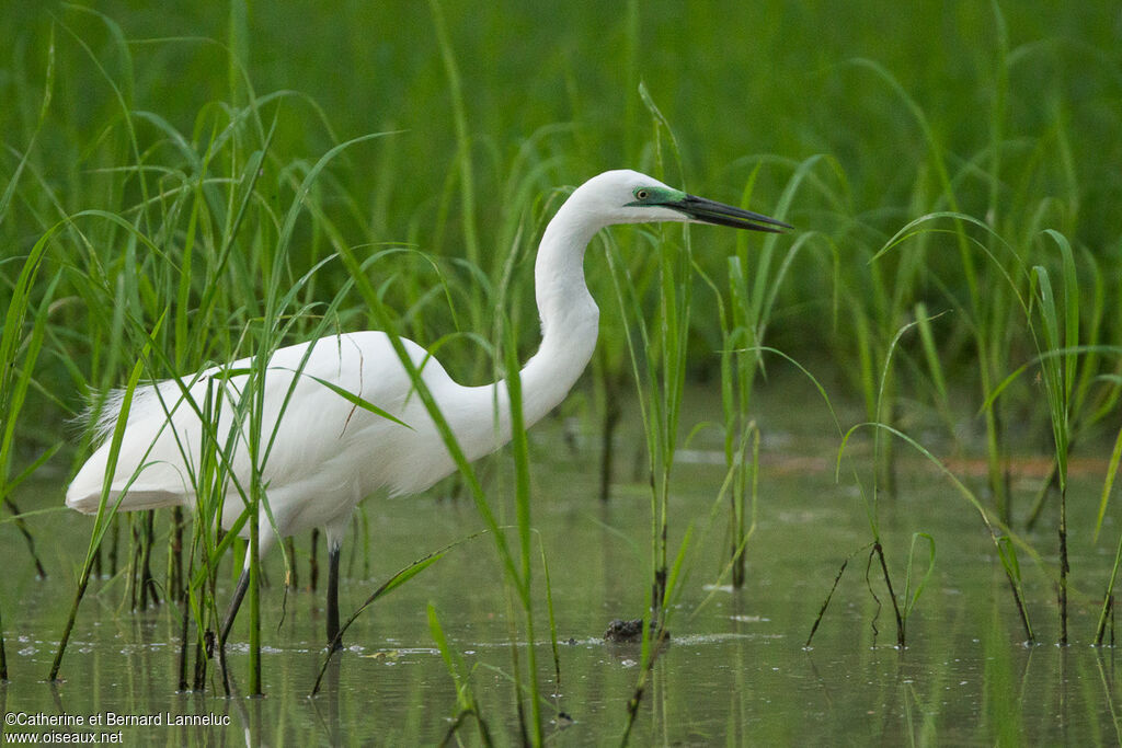 Great Egretadult breeding, identification