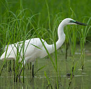 Grande Aigrette