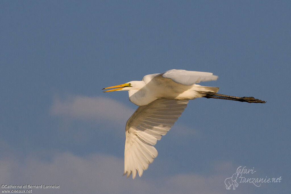 Great Egretadult post breeding, Flight