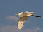 Grande Aigrette