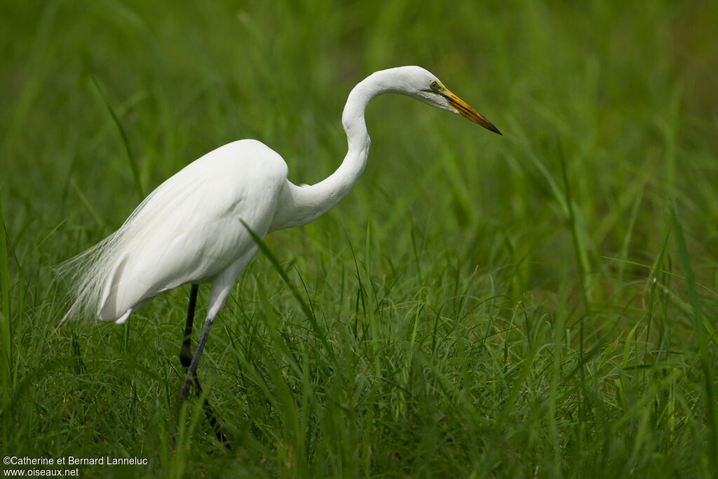 Great Egretadult breeding, identification