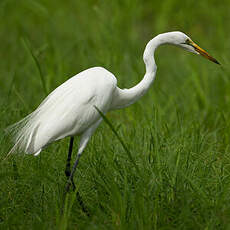 Grande Aigrette