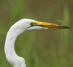 Grande Aigrette