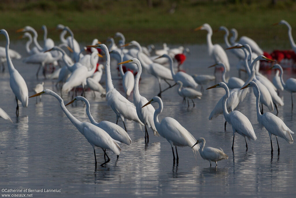 Great Egret