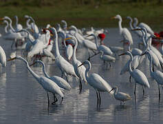 Grande Aigrette