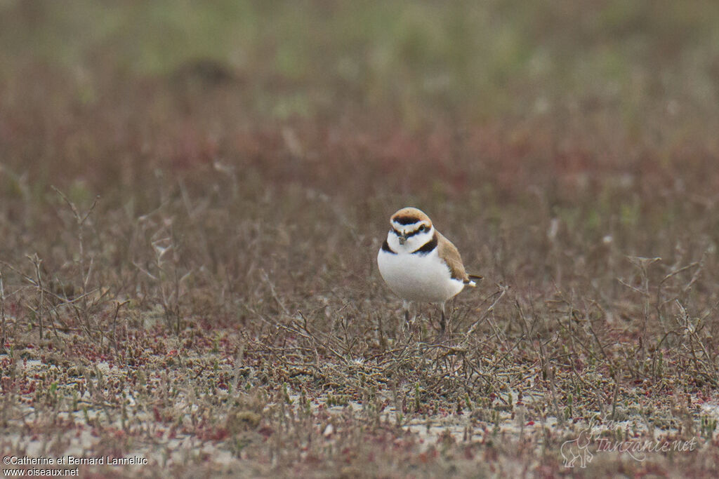 Kentish Ploveradult post breeding