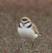 Kentish Plover