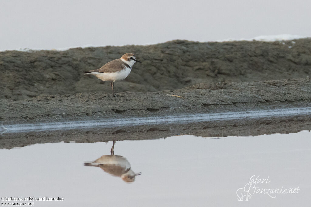 Kentish Ploveradult post breeding