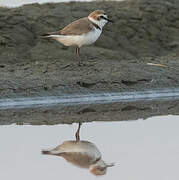 Kentish Plover