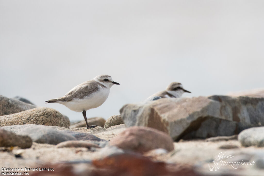 Kentish Ploveradult