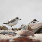 Kentish Plover