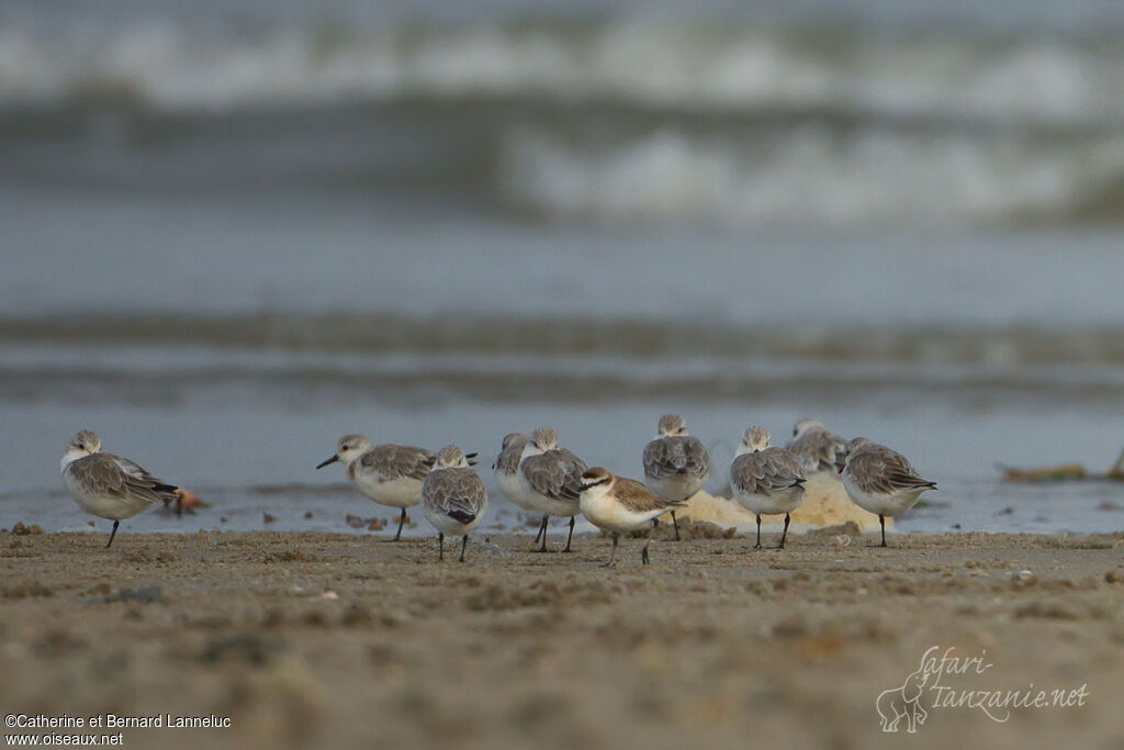 White-fronted Plover