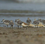 White-fronted Plover