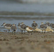 White-fronted Plover