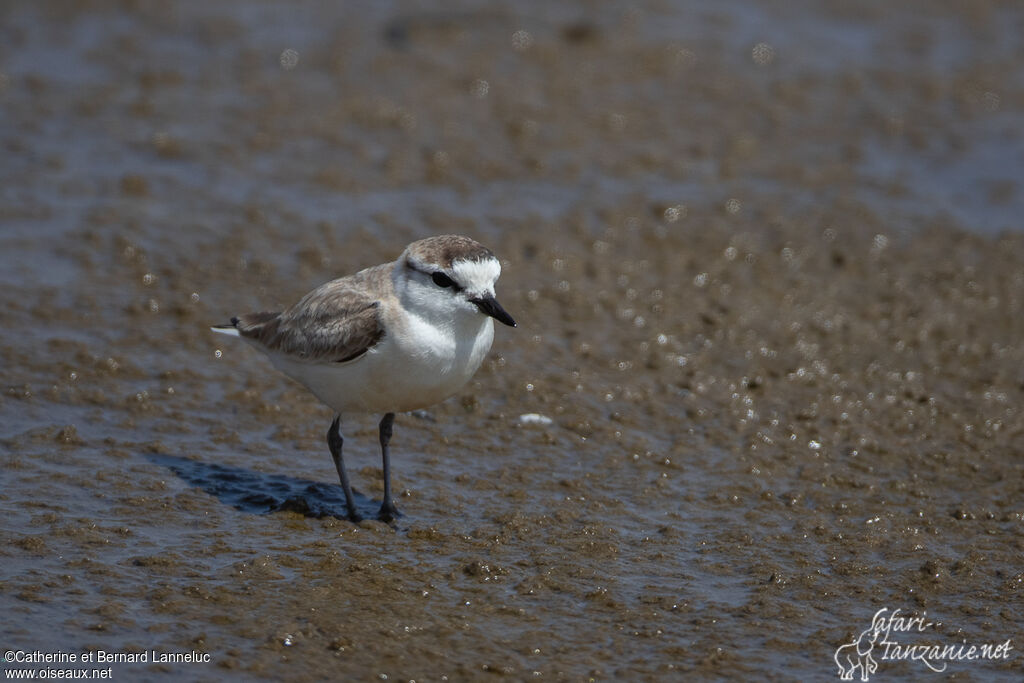 White-fronted Ploveradult