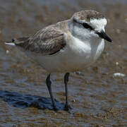 White-fronted Plover