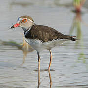 Three-banded Plover