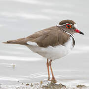 Three-banded Plover