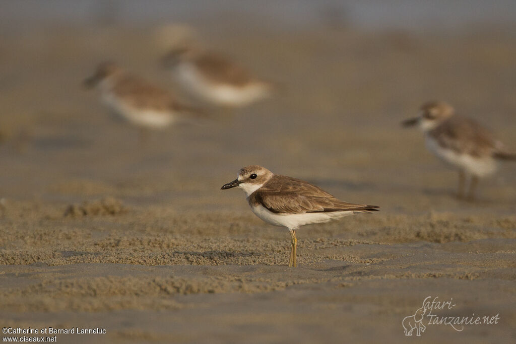 Greater Sand Plover