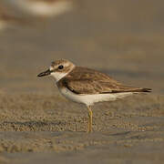 Greater Sand Plover