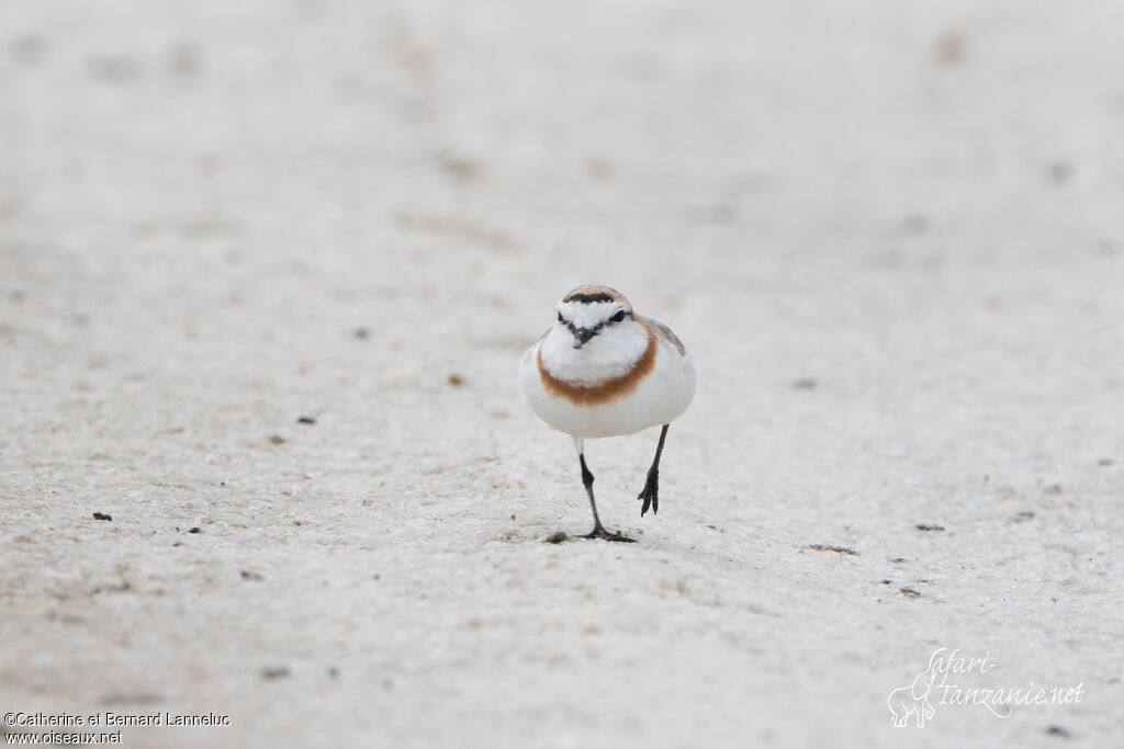 Chestnut-banded Plover male adult, Behaviour