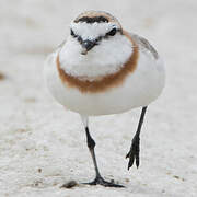 Chestnut-banded Plover