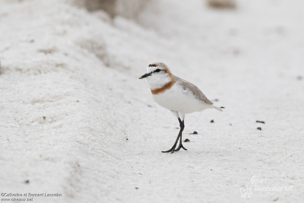 Chestnut-banded Plover male adult, habitat