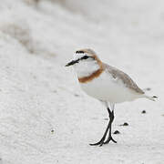 Chestnut-banded Plover