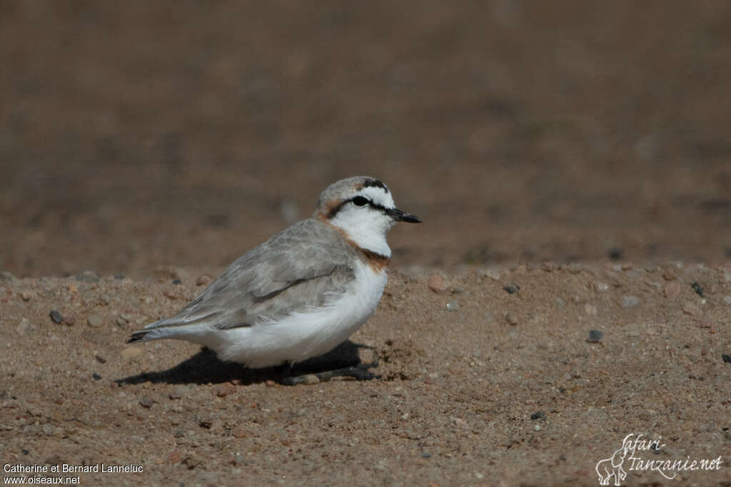 Chestnut-banded Plover male adult, identification