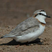 Chestnut-banded Plover