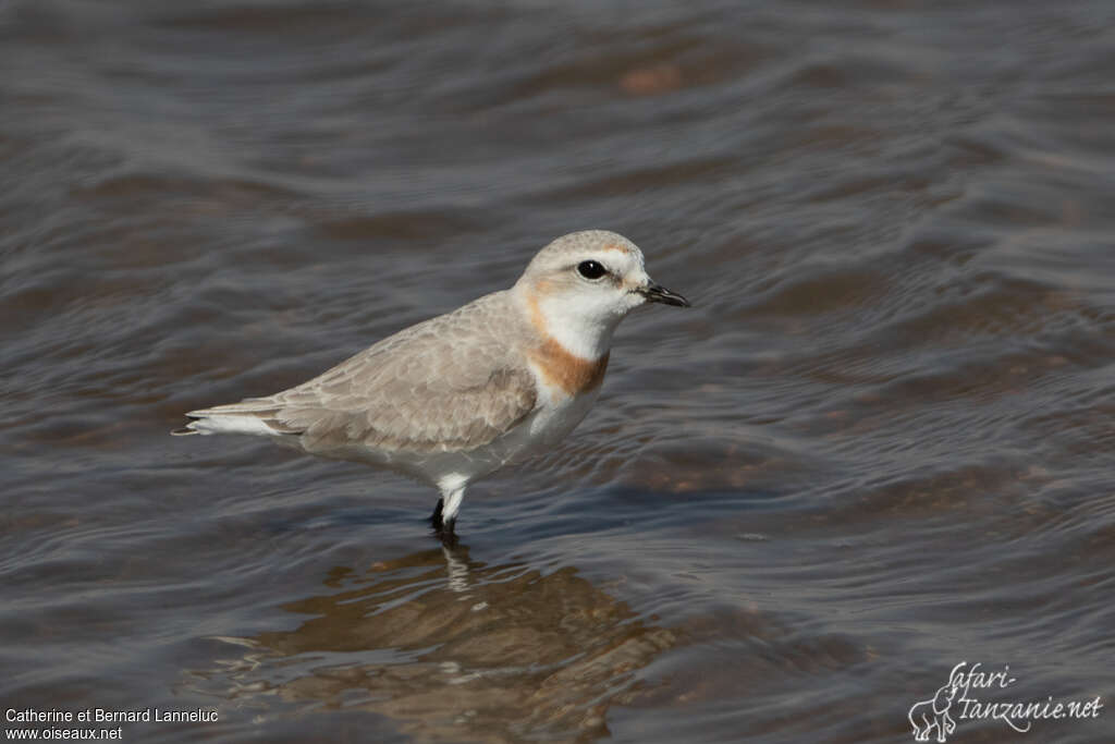 Chestnut-banded Plover female adult, identification