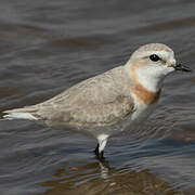 Chestnut-banded Plover