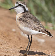 Kittlitz's Plover