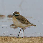 Kittlitz's Plover