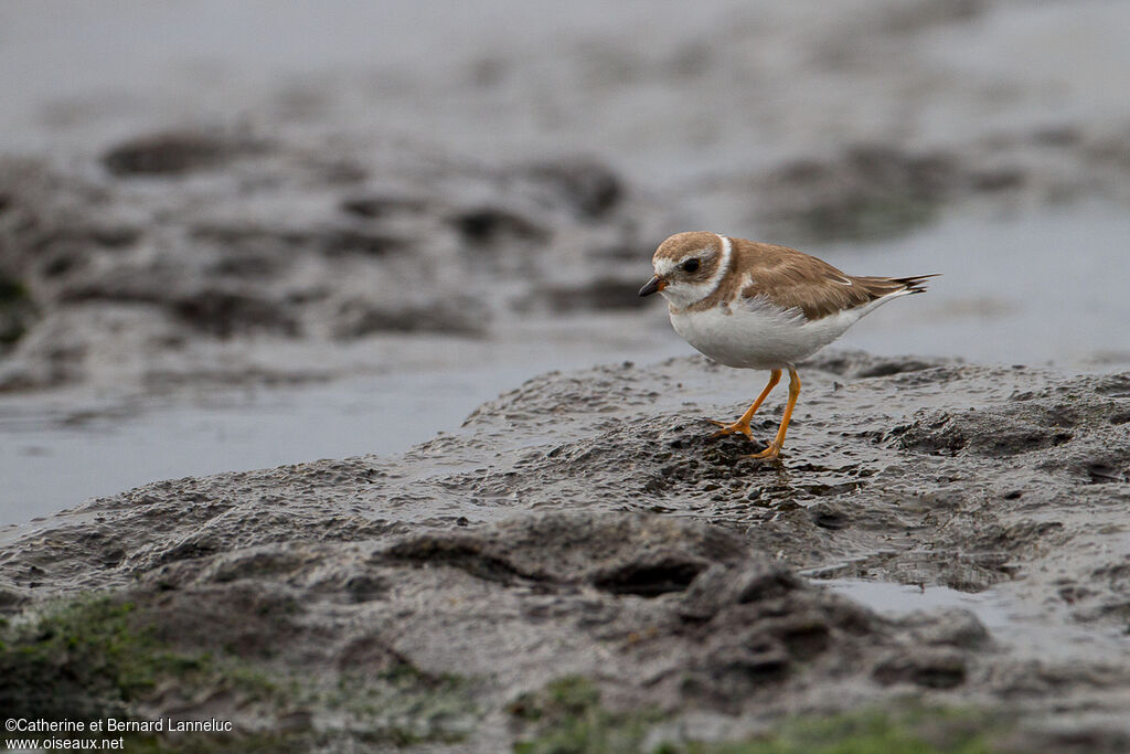 Semipalmated Plover