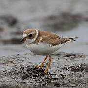 Semipalmated Plover