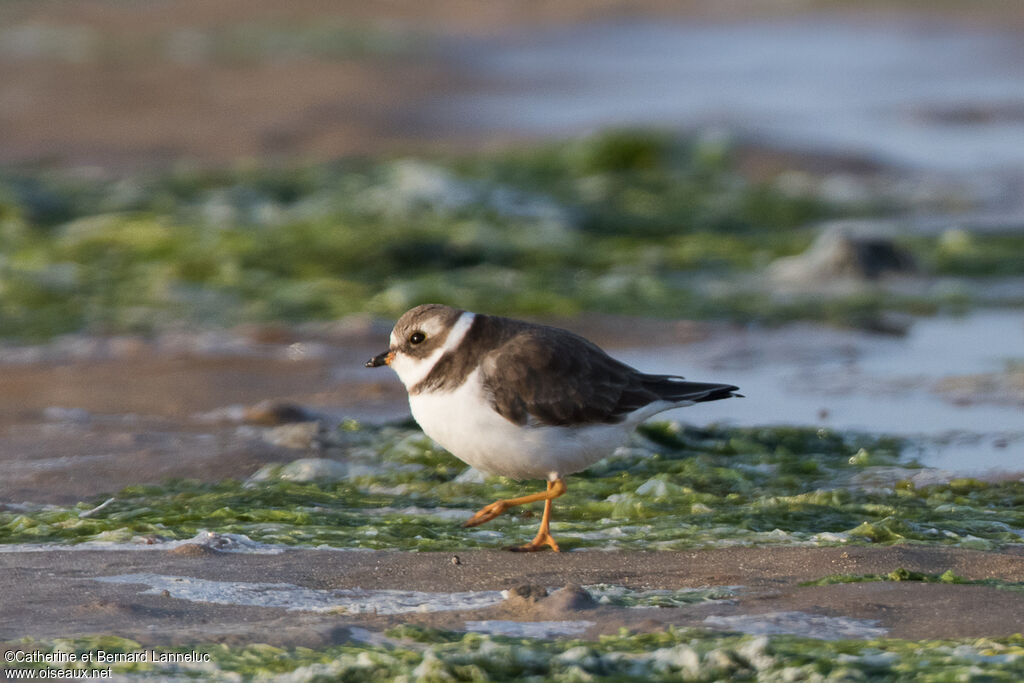 Semipalmated Plover