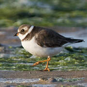 Semipalmated Plover