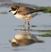 Semipalmated Plover