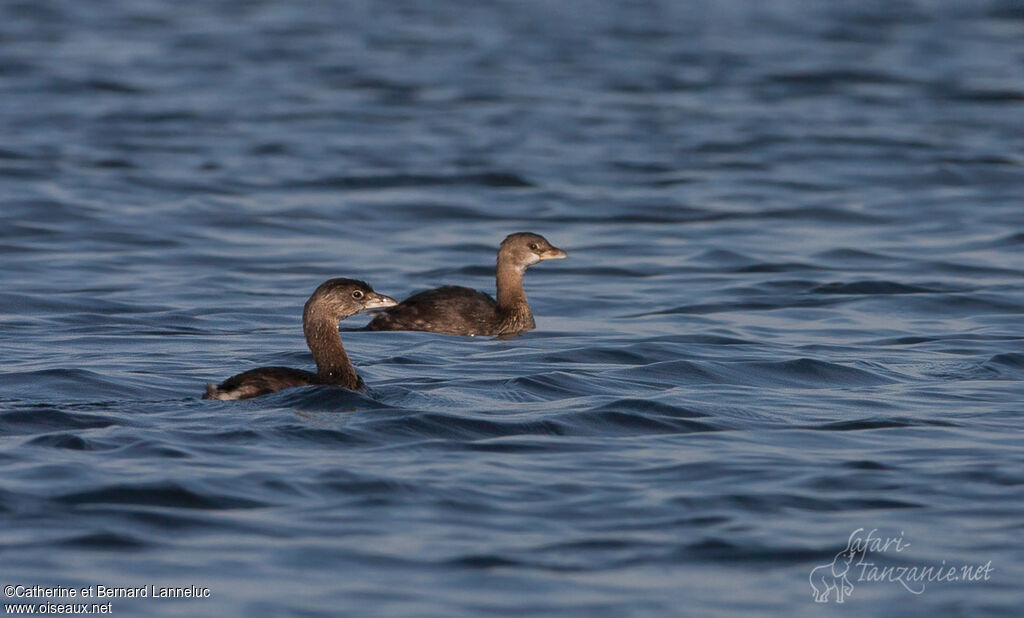 Pied-billed Grebe