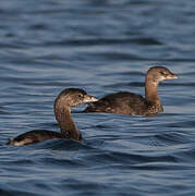 Pied-billed Grebe