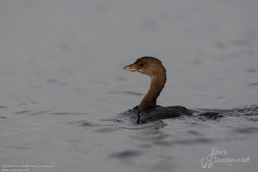 Pied-billed Grebeadult post breeding, swimming