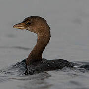 Pied-billed Grebe