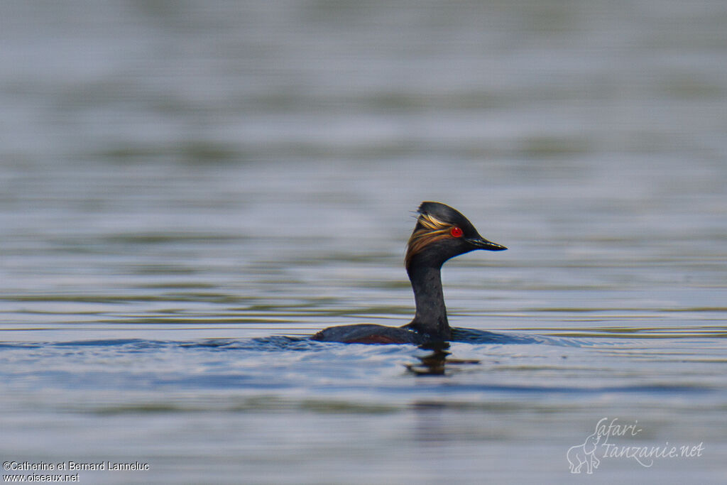 Black-necked Grebeadult breeding