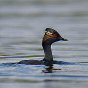 Black-necked Grebe